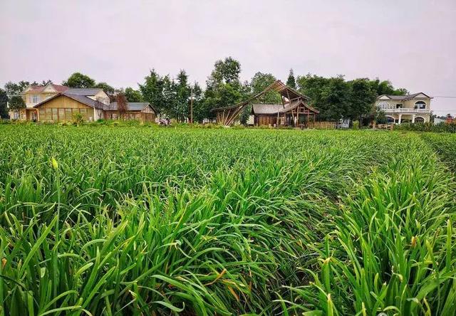 受书友陈传云的邀请,来到他挂职的地方——郫都区安德街道广福村,体验