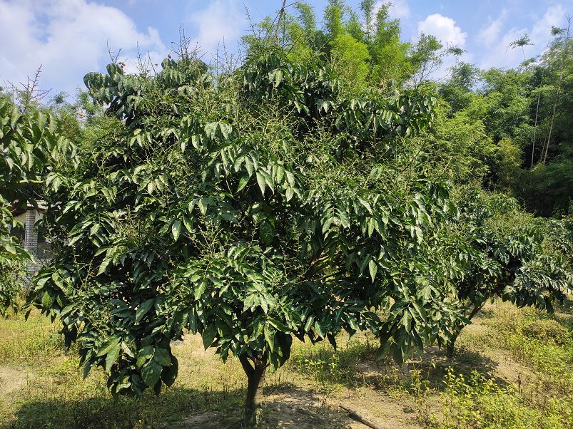 今年龙颈鸡心黄皮产量锐减部分果园90果树无挂果