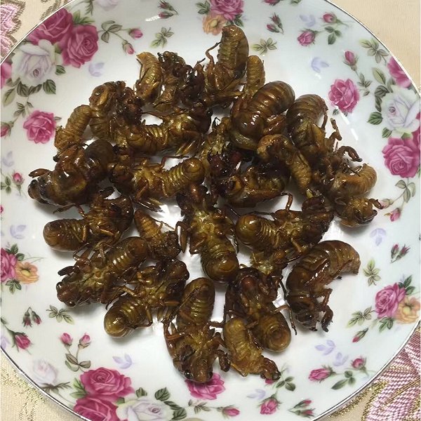 蚱蝉老熟若虫变化为成虫时,羽化蜕除的外壳称蝉蜕,又称"蝉退"或"蝉皮"