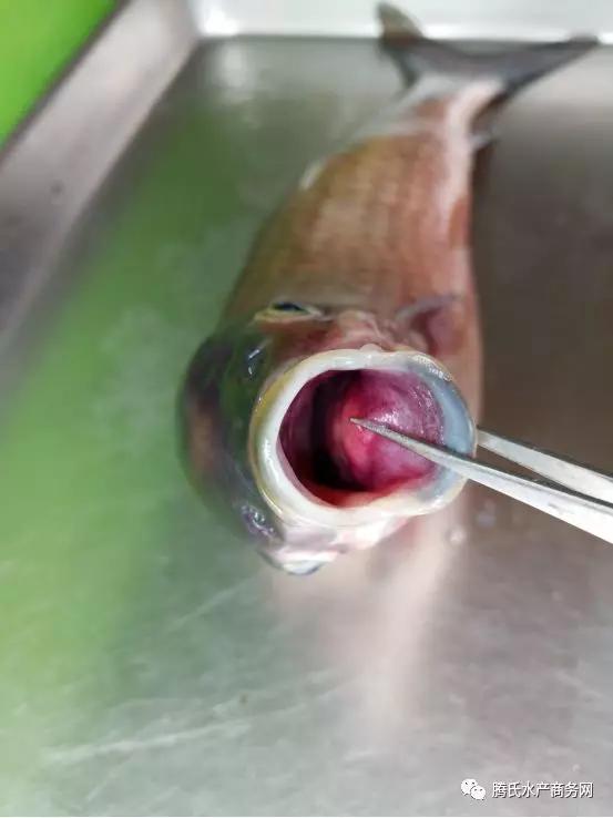 实践探讨草鱼的三大常见病害防控全解析