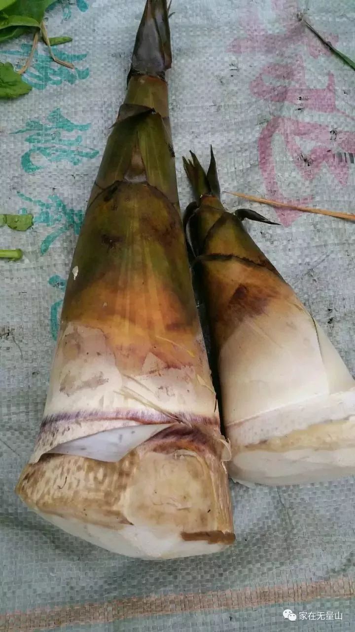 道:树花菜第四十一道:白花菜第四十道:枇杷菜第三十九道:苦丁丁菜第三