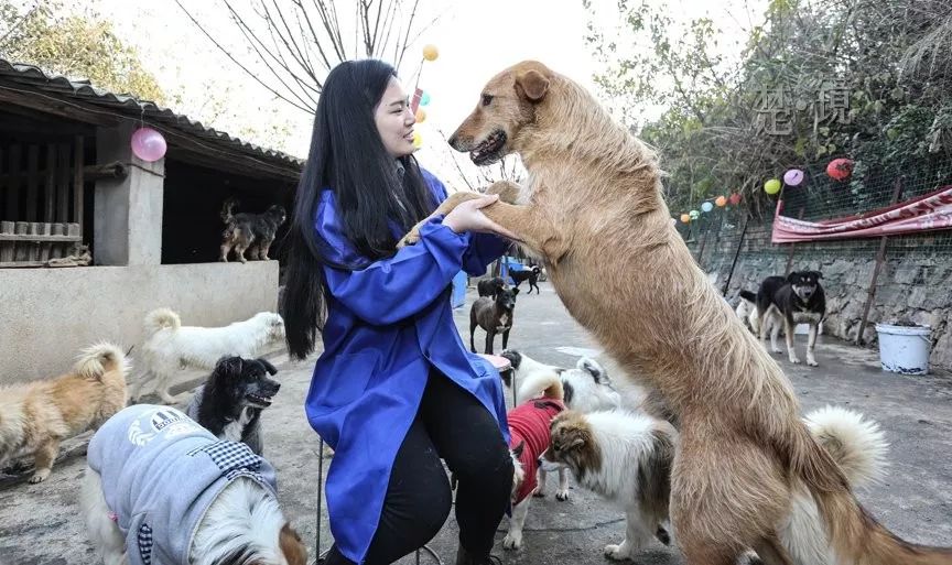 央視新聞帶頭轉發,幫助路邊等主人半年的忠犬尋