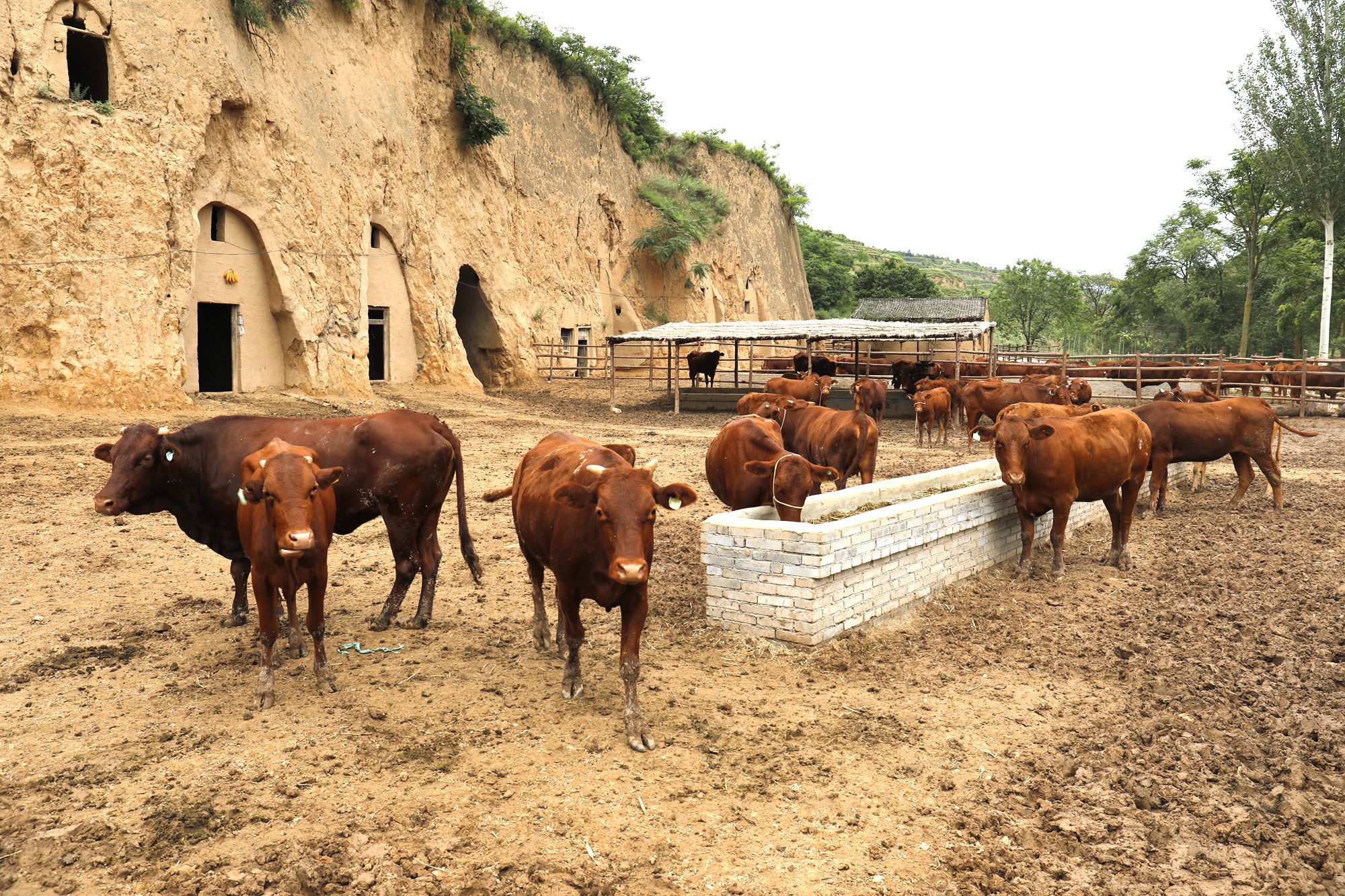 锦屏镇平头沟村窑洞养牛在东庄村调研时,马琨深入农户家中及产业基地