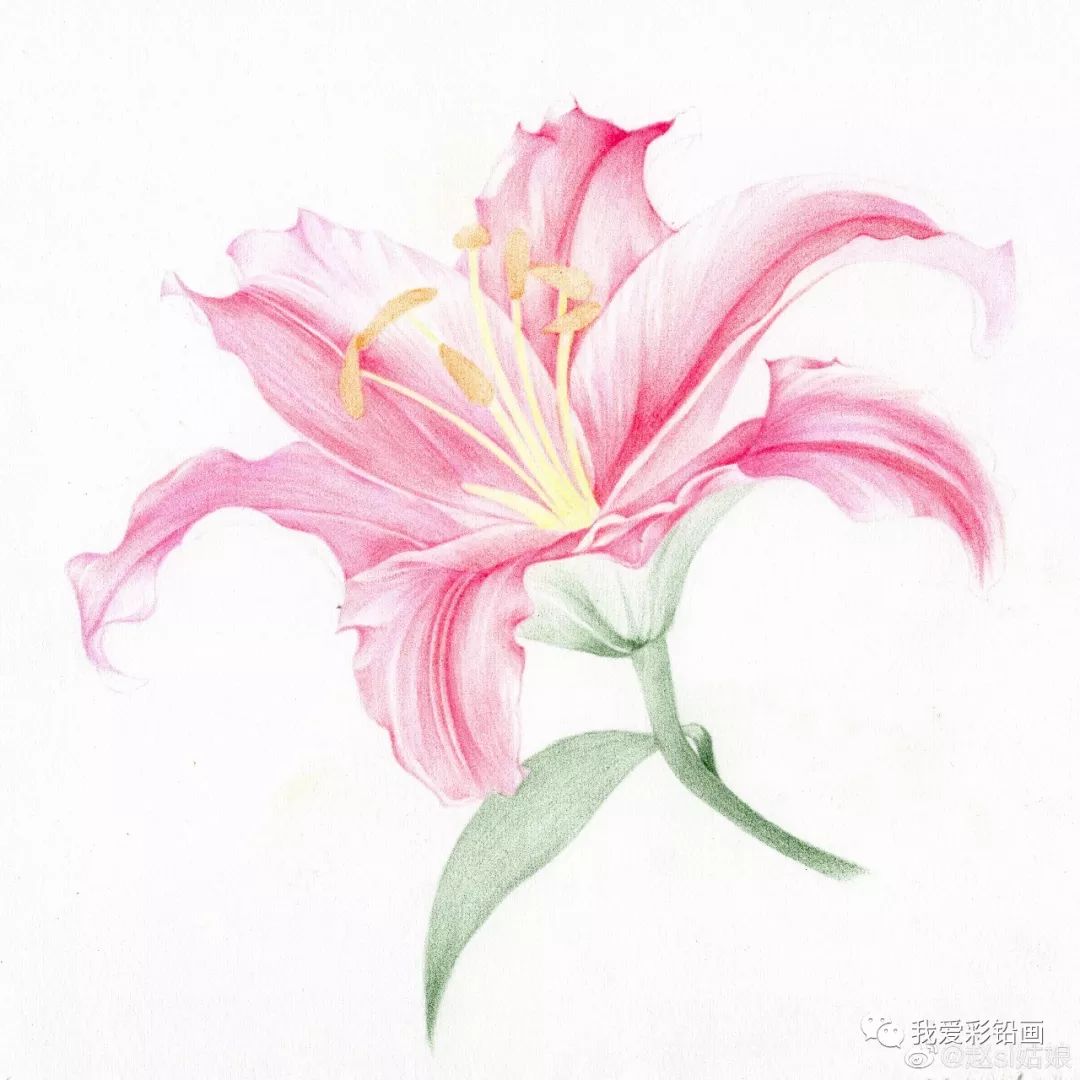 彩铅手绘百合花基础彩铅也能画