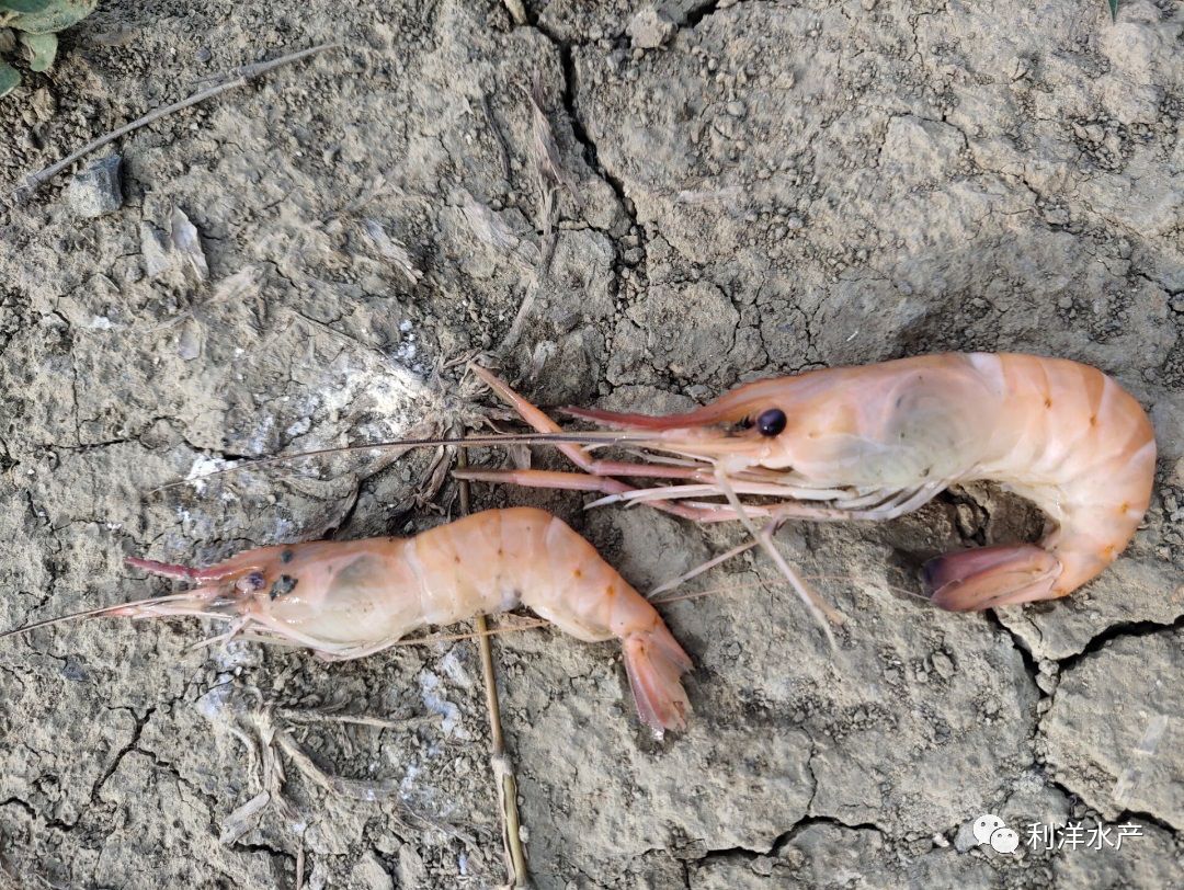 罗氏沼虾专题罗氏沼虾滴星病拉网综合症的防治方法