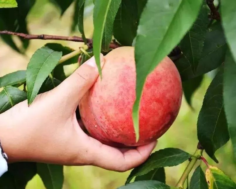 吃不完兜着走昆明周边最强摘水果攻略桃子葡萄样样有