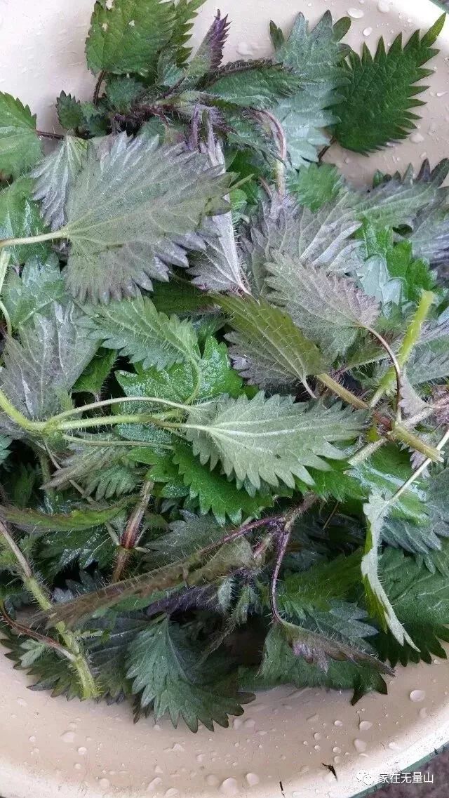 第六道:细奇麻第五道:灰挑菜第四道:蕨菜第三道:大麻菜第二道:树头菜