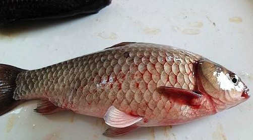 虫见愁鱼类出血病的病因及其特点你知道多少