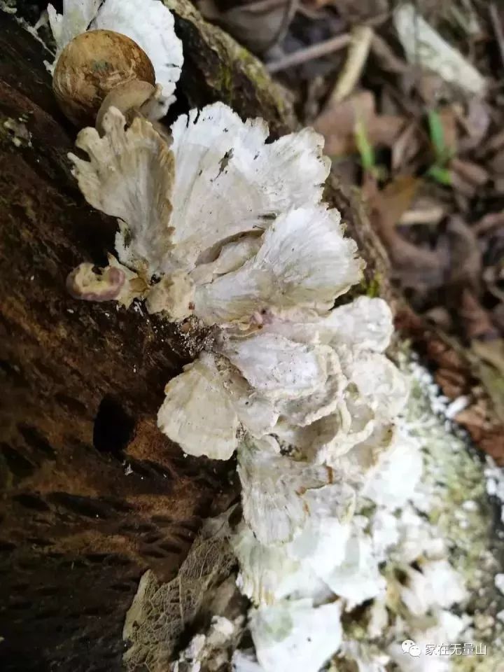 來自臨滄大山深處的100多種美味你吃過幾種