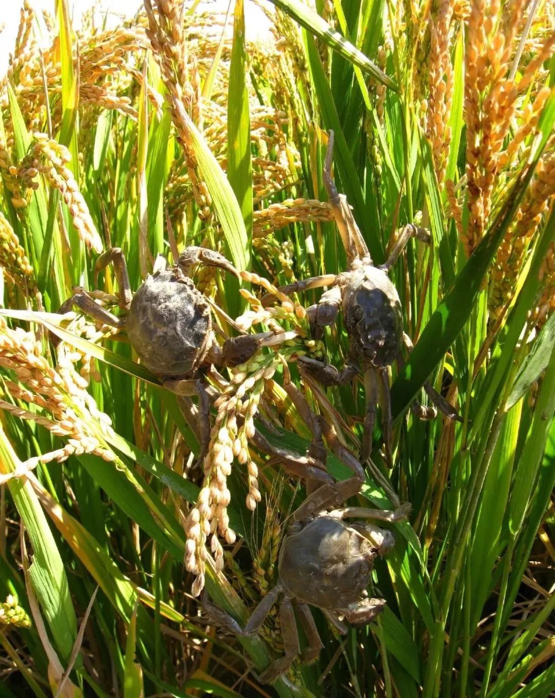 盘锦万合河蟹大米商行走进《营商盘锦》