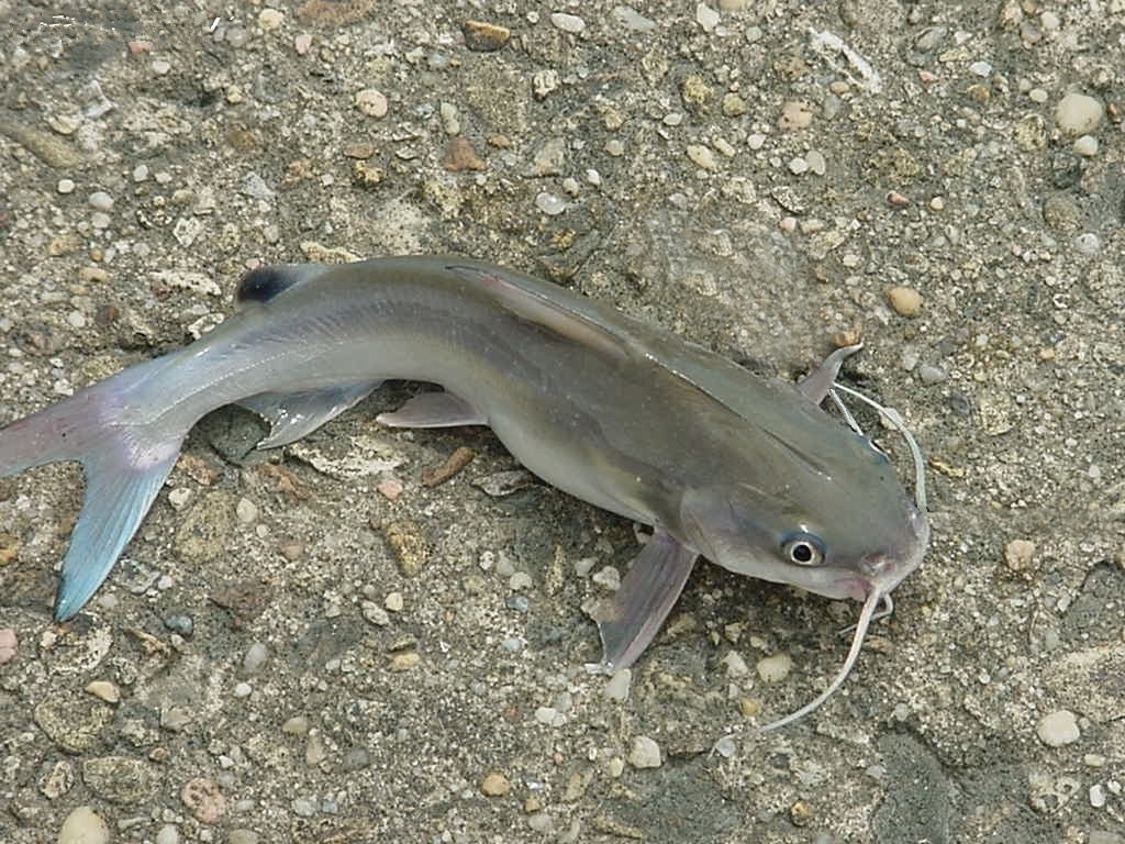 盘点九种吃多了会伤身的鱼类,第九种却被人疯狂购买_郭鱼