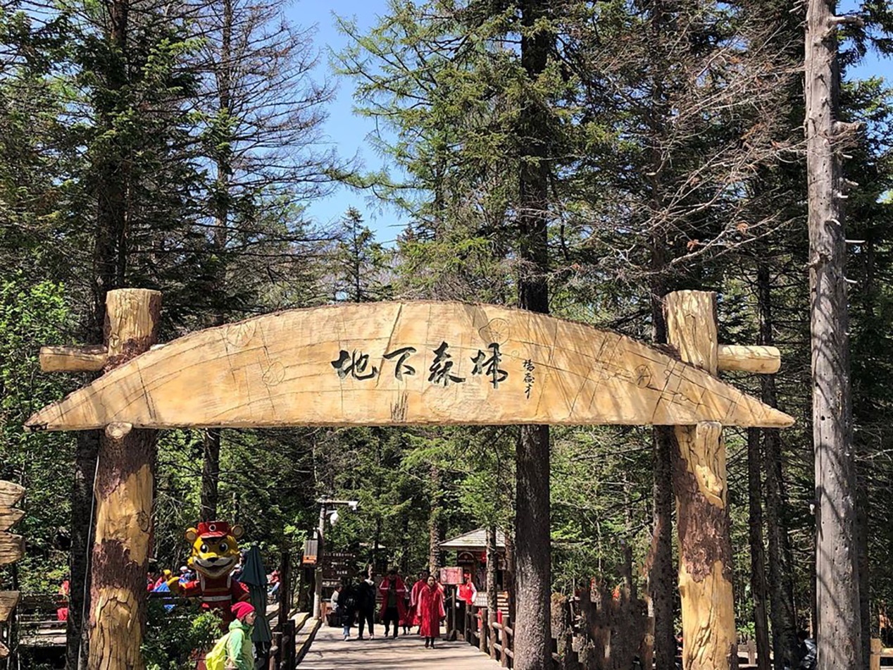 原创我国唯一的地下森林并不是真的在地下但景观依旧奇特吸引游客