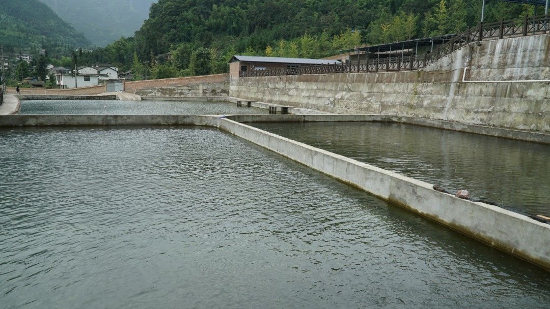 紫石灵红农业高山冷水鱼养殖基地薛霄 摄因为我们这水质比较好,非常