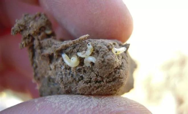 根蛆其中小地老虎,黄地老虎,大地老虎,白边地老虎和警纹地老虎等尤为