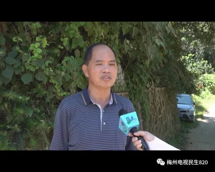 梅县区松口镇上井村村民帅呆了他们这样护住村里的千亩古树林