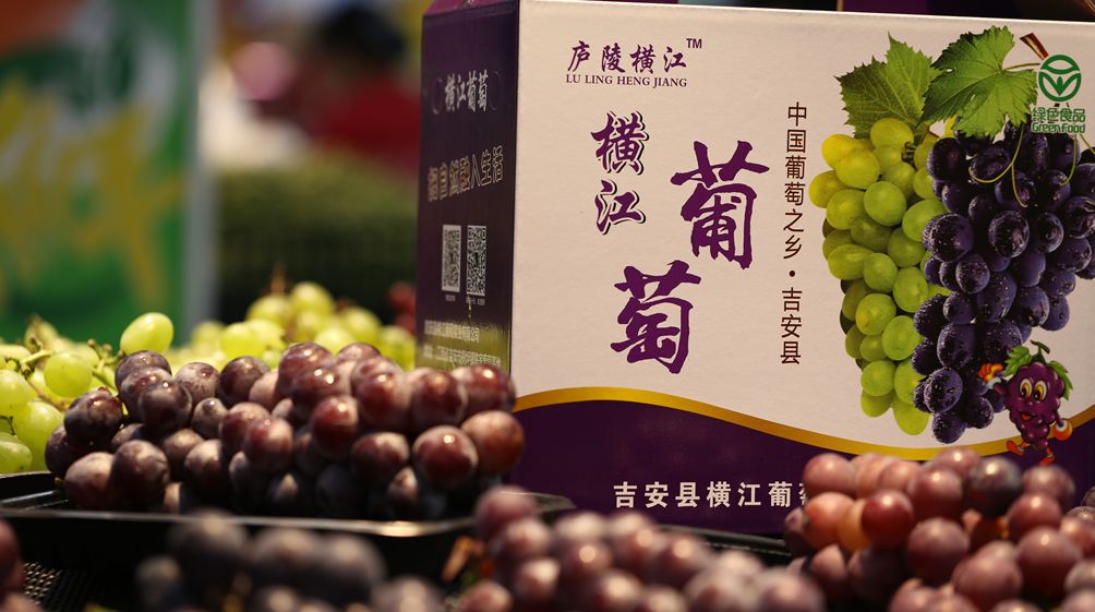 吉安第十六届横江葡萄节系列活动看点颇多!