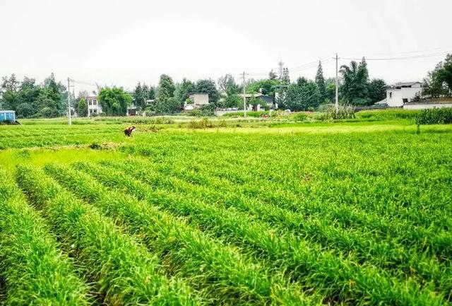 昔日小韭菜今日大文章鹃城读书会走进安德广福村