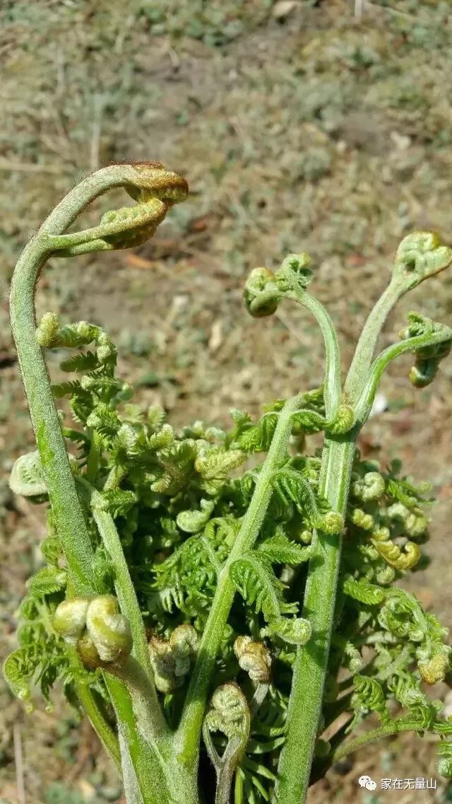 第四道:蕨菜第三道:大麻菜第二道:树头菜第一道:小鸡花下面用临沧农村