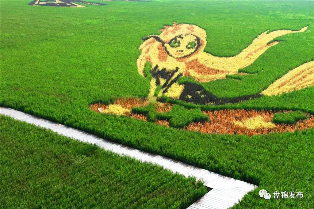 盘锦稻田画真是太美了!