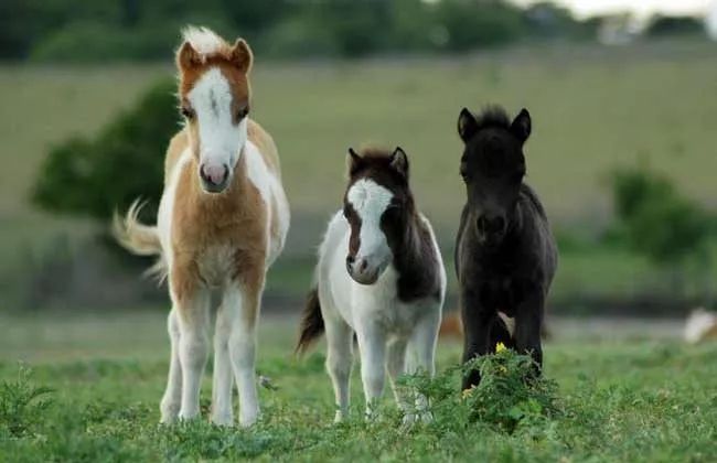 纯血马身材高大,体质干燥细致,悍威强,本次进境的11匹马有三个品种