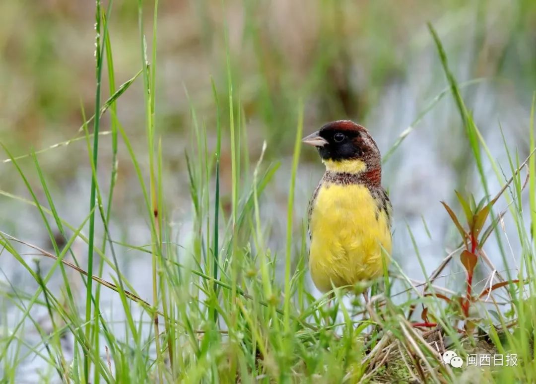 稀有鸟种黄胸鹀▲斑嘴鸭在长汀生儿育女▲飞翔在空中的金斑鸻和