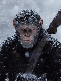 首先要讲的肯定就是主角凯撒(caesar),他是黑猩猩(pan troglodyte)的