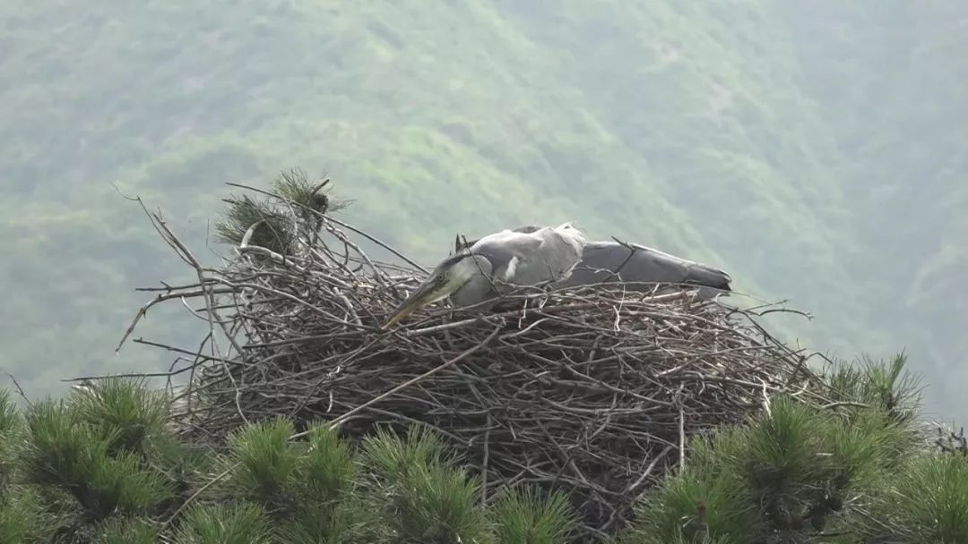 视频奇观阜平深山里两棵千年油松变身鸟巢苍鹭繁衍超百年
