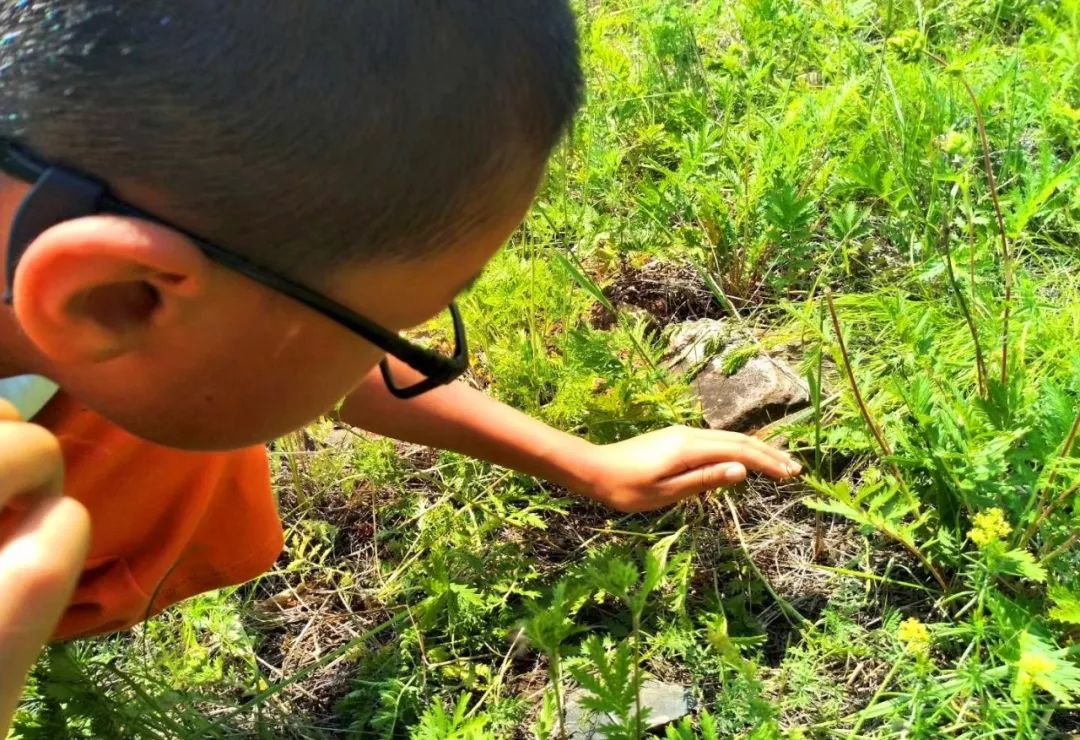 抓蝈蝈儿时大兴安岭最快乐的游戏你还记得吗