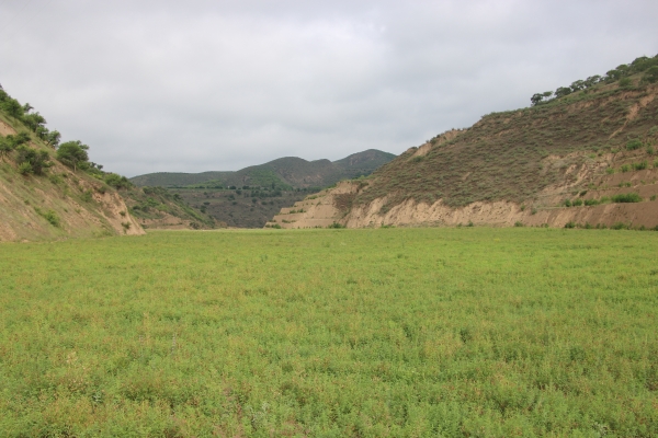 延安市吴起县长城镇全市中药材发展推进会到我镇观摩