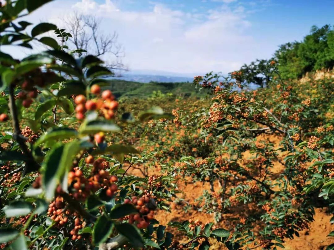 聚焦河南日报农村版报道湖滨区高庙乡花椒山上花椒香