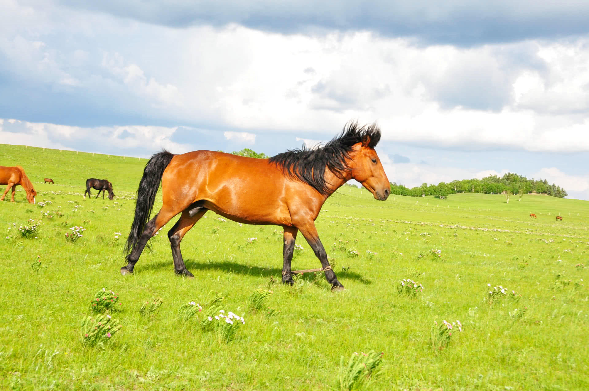 7月乌兰布统纵马狂欢游牧成歌美出它独一无二的样子