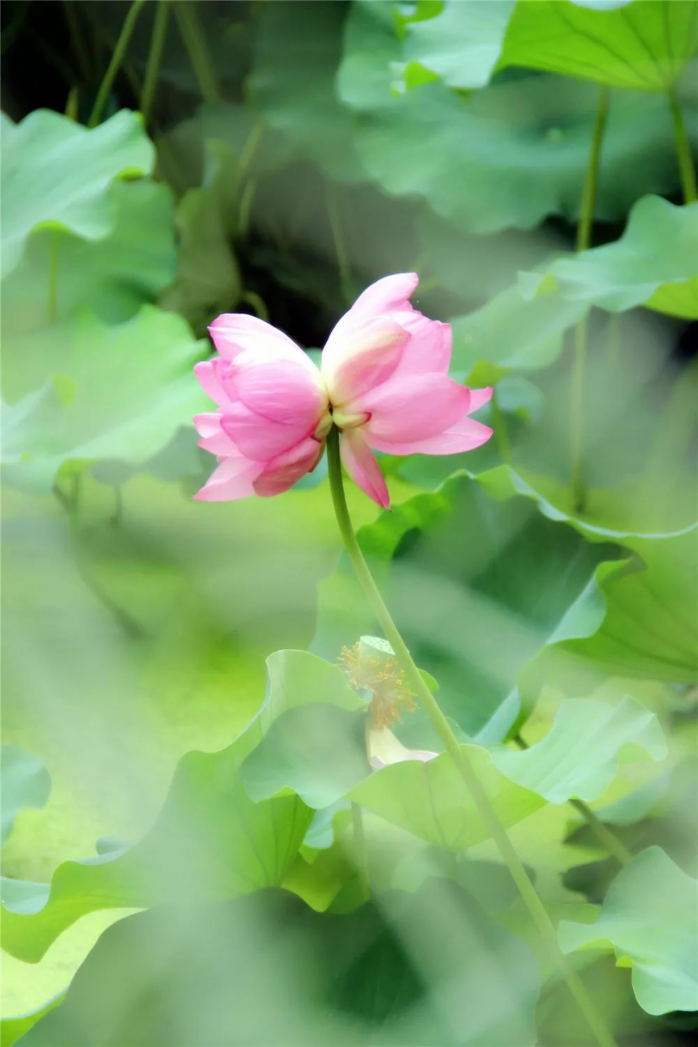 并蒂莲再现莫愁湖公园