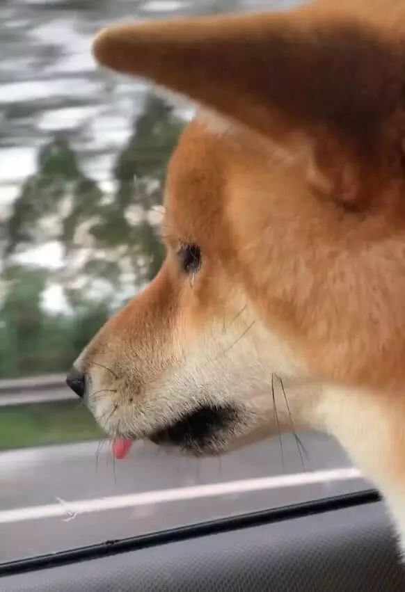 狗狗被主人卖掉后落泪,默默哭泣不出声,忍不住就看窗外_柴犬