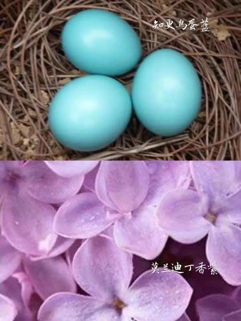 "湿垃圾桶配知更鸟蛋蓝好看,还是配莫兰迪紫好看 ?