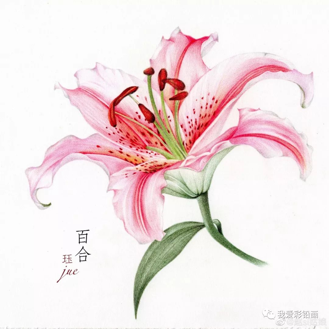 彩铅手绘百合花基础彩铅也能画
