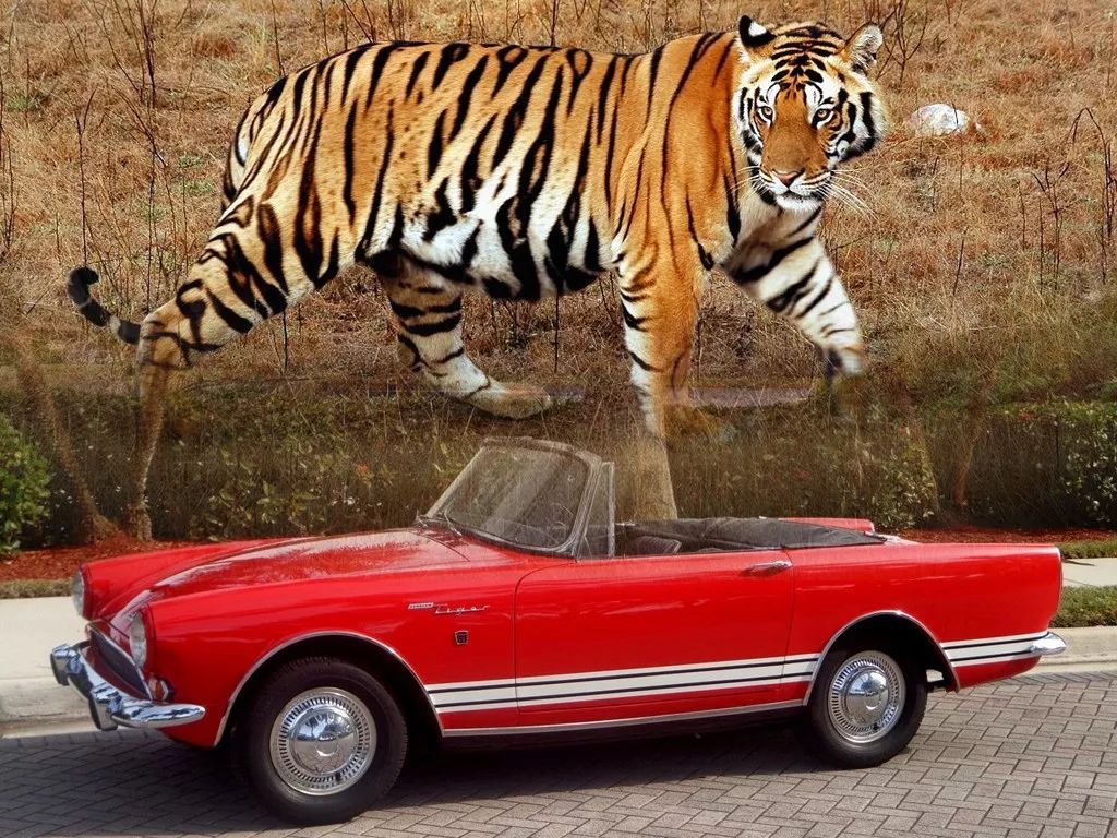 收藏贴 | 以动物名称命名的车型_搜狐汽车_搜狐网