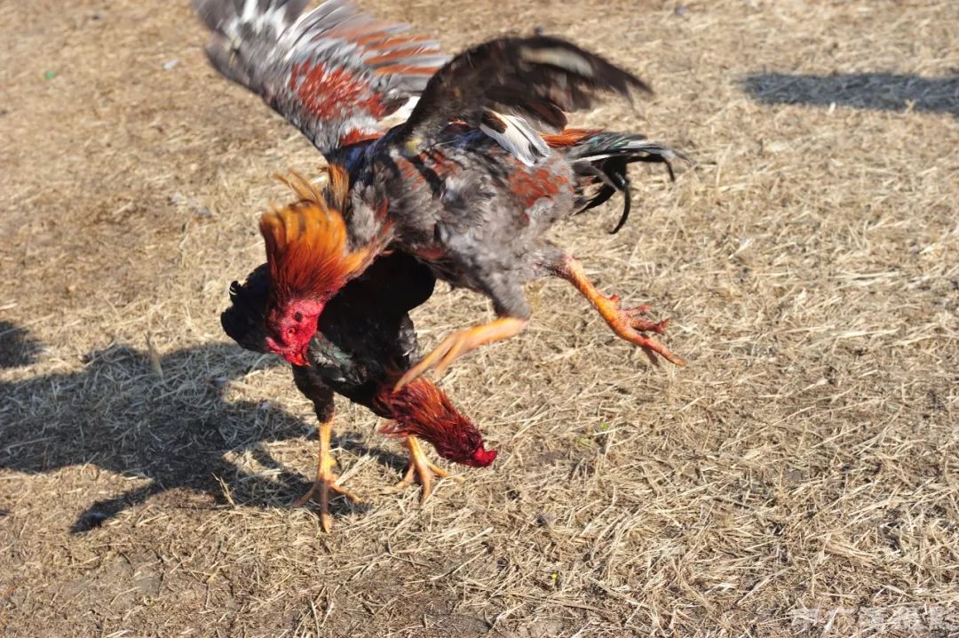 鲁西斗鸡飒爽英姿贯穿古今驰名中外