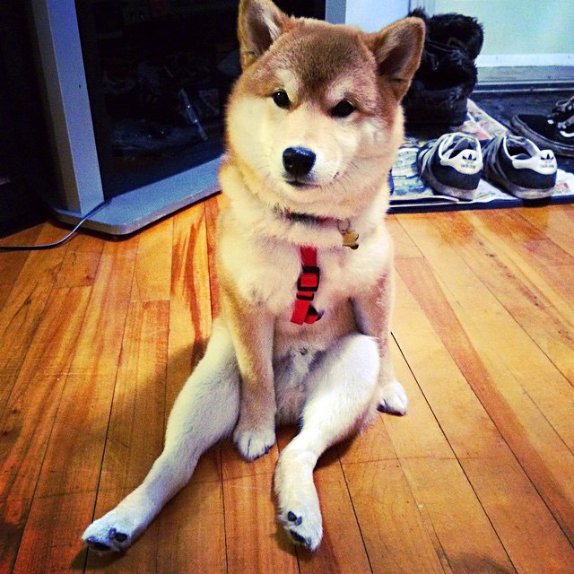 大长腿柴犬,呆萌造型超可爱