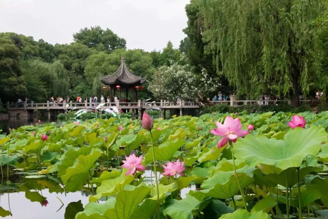 嘉定风荷丽景图片