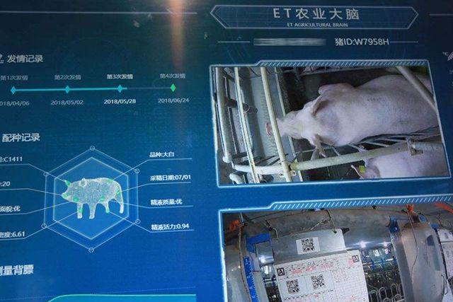 ai养猪来了出栏缩短58天每头猪饲养成本降低80元