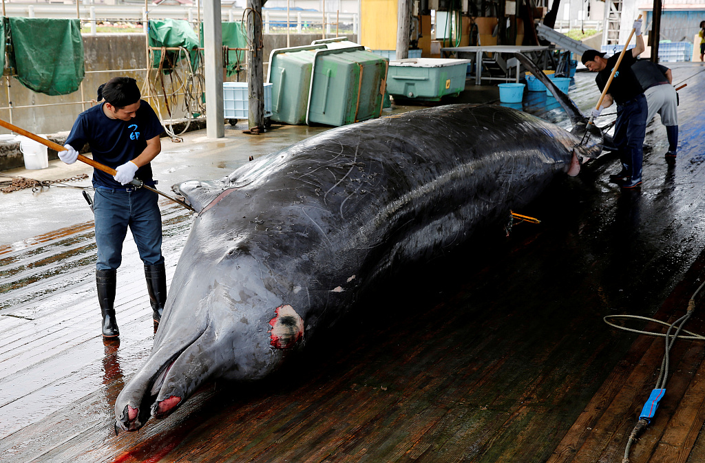 日本组织小学生观看宰杀鲸鱼,校长称培养自豪感