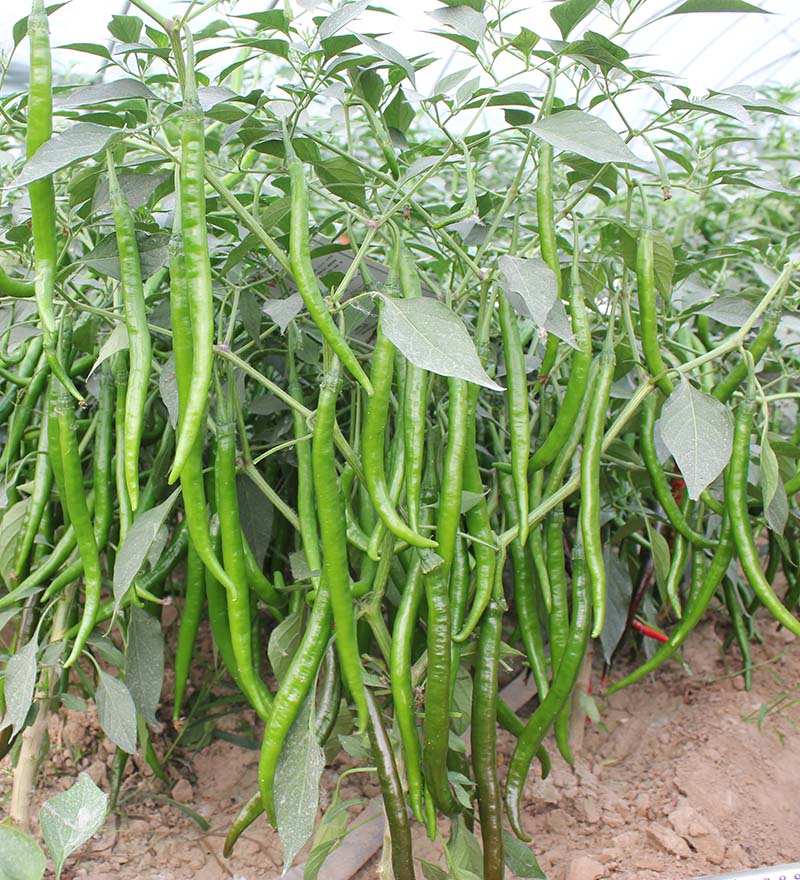 改良型辣丰三号线椒条椒辣椒种子_品种