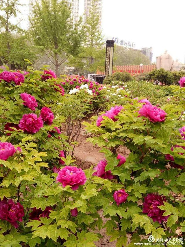 唯有牡丹真国色,请为洛阳牡丹评国花投上一票