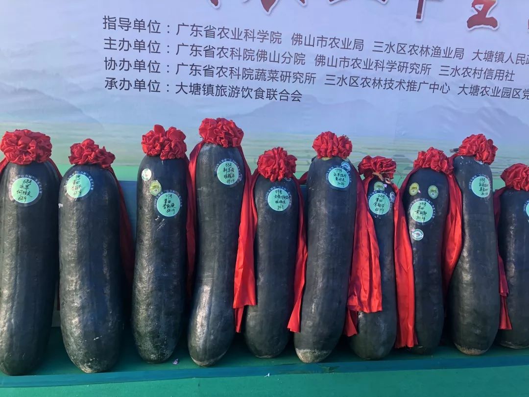 距离新一届冬瓜王诞生还有不足五天