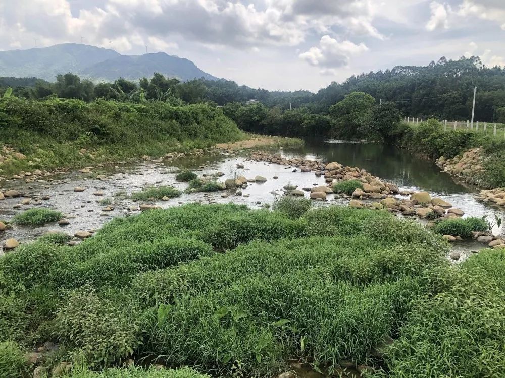 台山千岛湖生态园图片