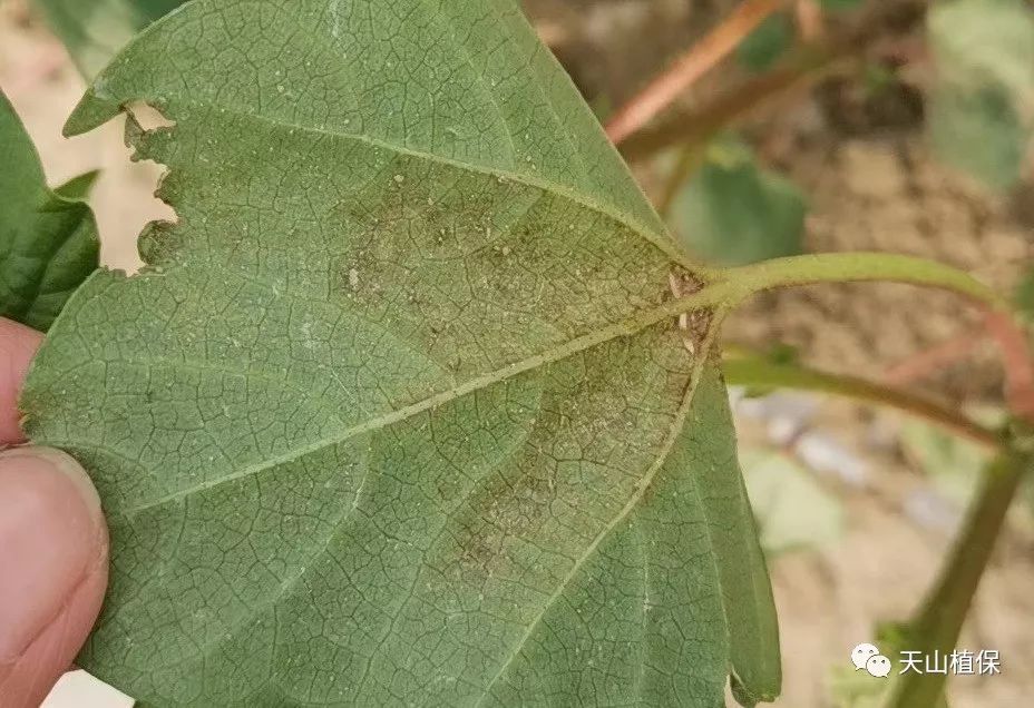 棉花红粉病图片