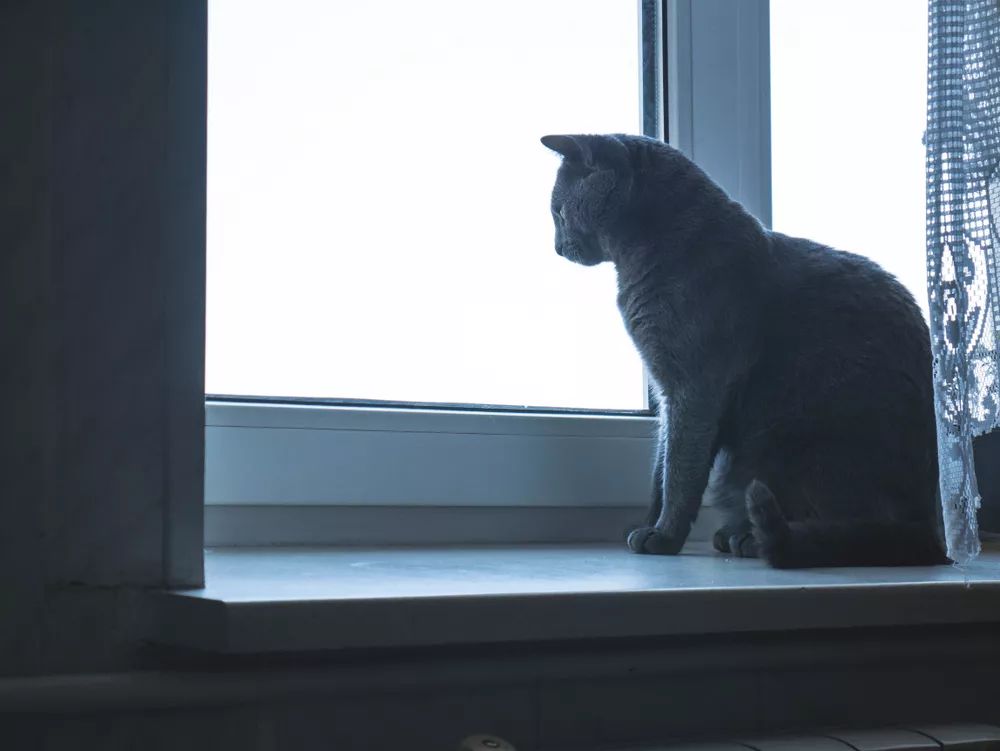 一只猫凝望窗外的图片图片