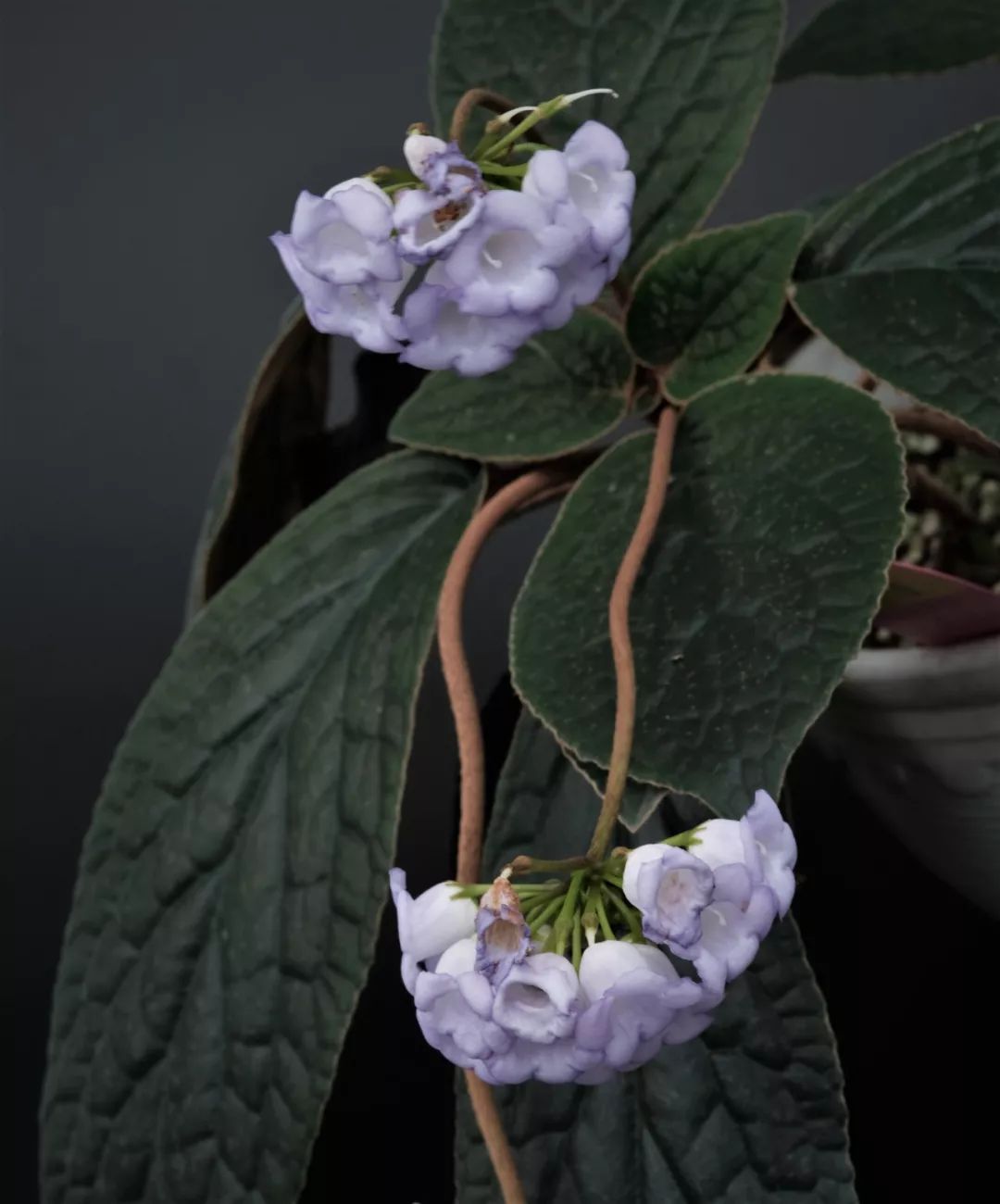 爱照镜子的锈色蛛毛苣苔