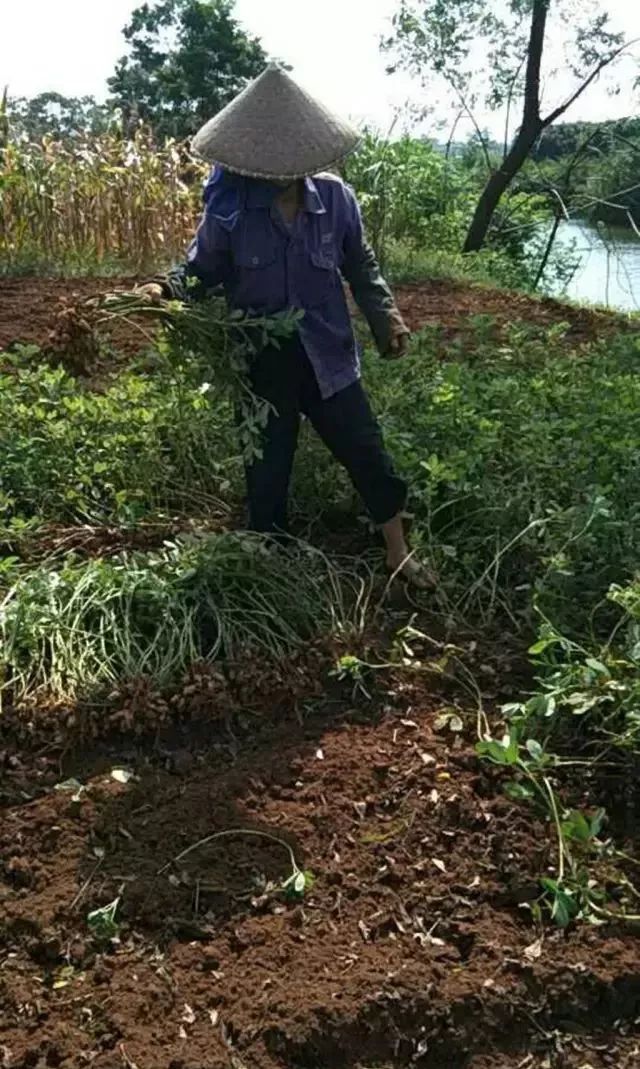 又到了拔花生的季节你回家了吗