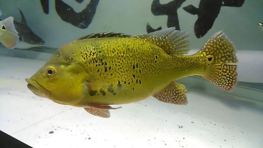 发烧级鱼友九龙混养的5米巨缸3年后竟然只剩下